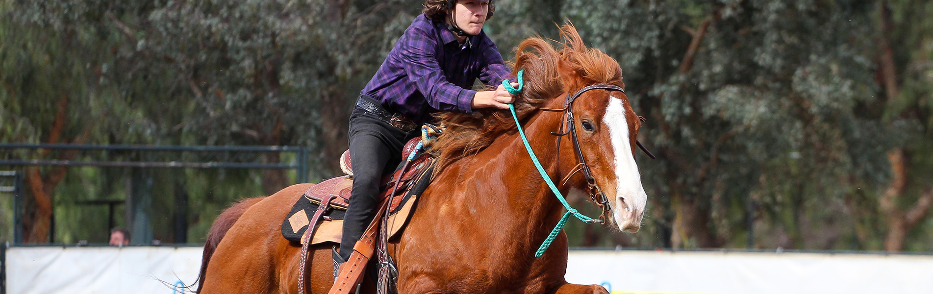 How to choose the right horse for a personal ride practice